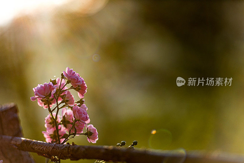 Small Pink Roses Flowers in Summer Garden at the Sunset